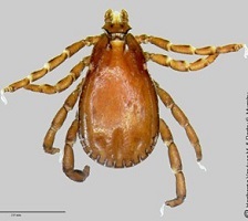 Brown Dog Tick